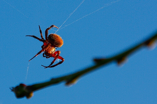 Close up image of a spider on a web 